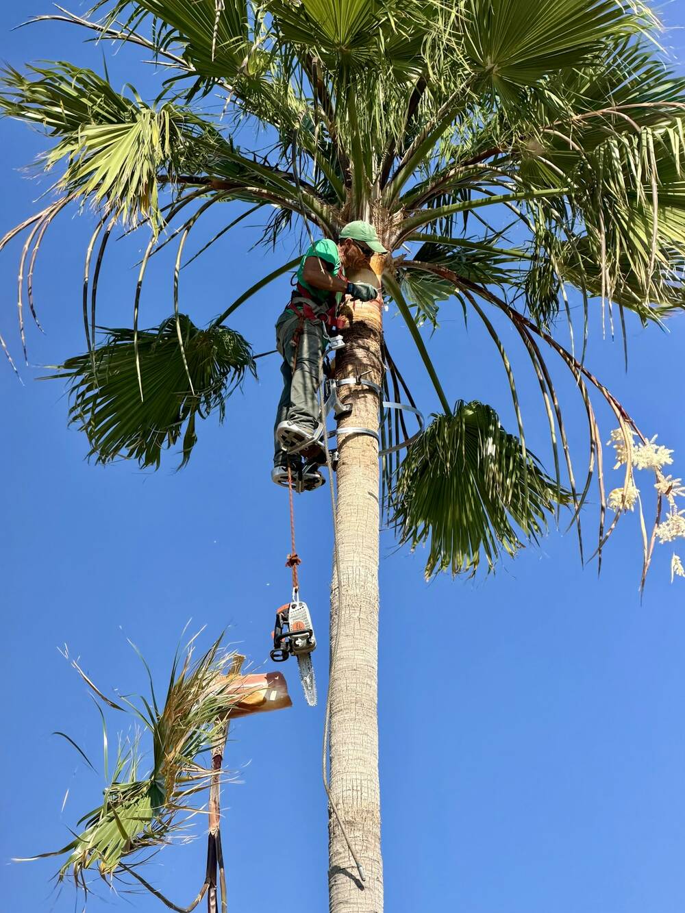 Un jardinero con arnés poda una palmera alta contra el cielo azul