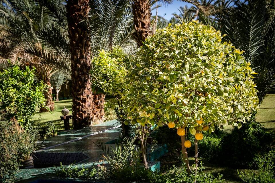 Jardín con palmeras, césped y un naranjo cargado de fruta