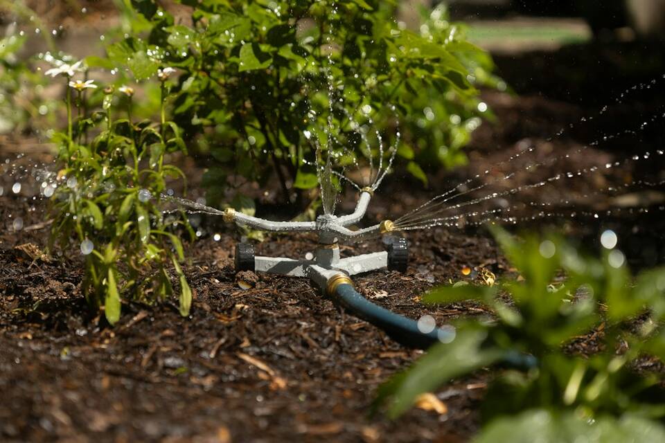Aspersor regando plantas jóvenes sobre tierra acolchada