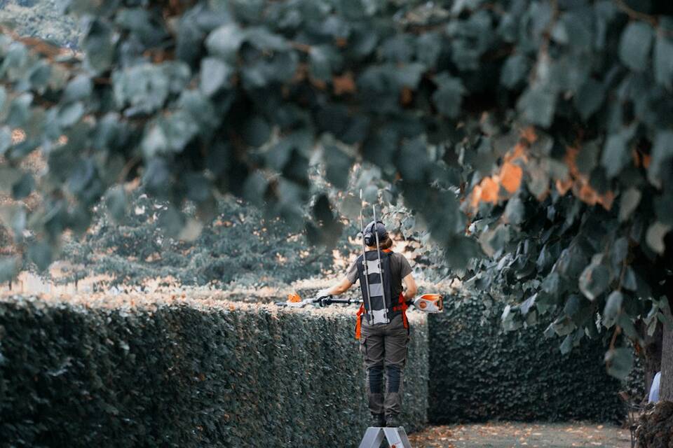 Jardinero recortando un seto alto subido a una escalera